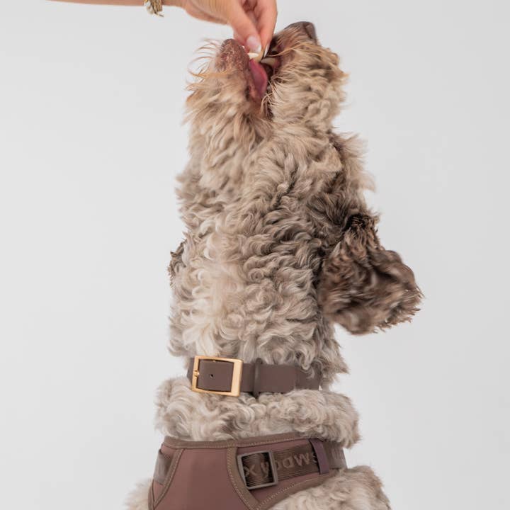 dexypaws - waterproof collar