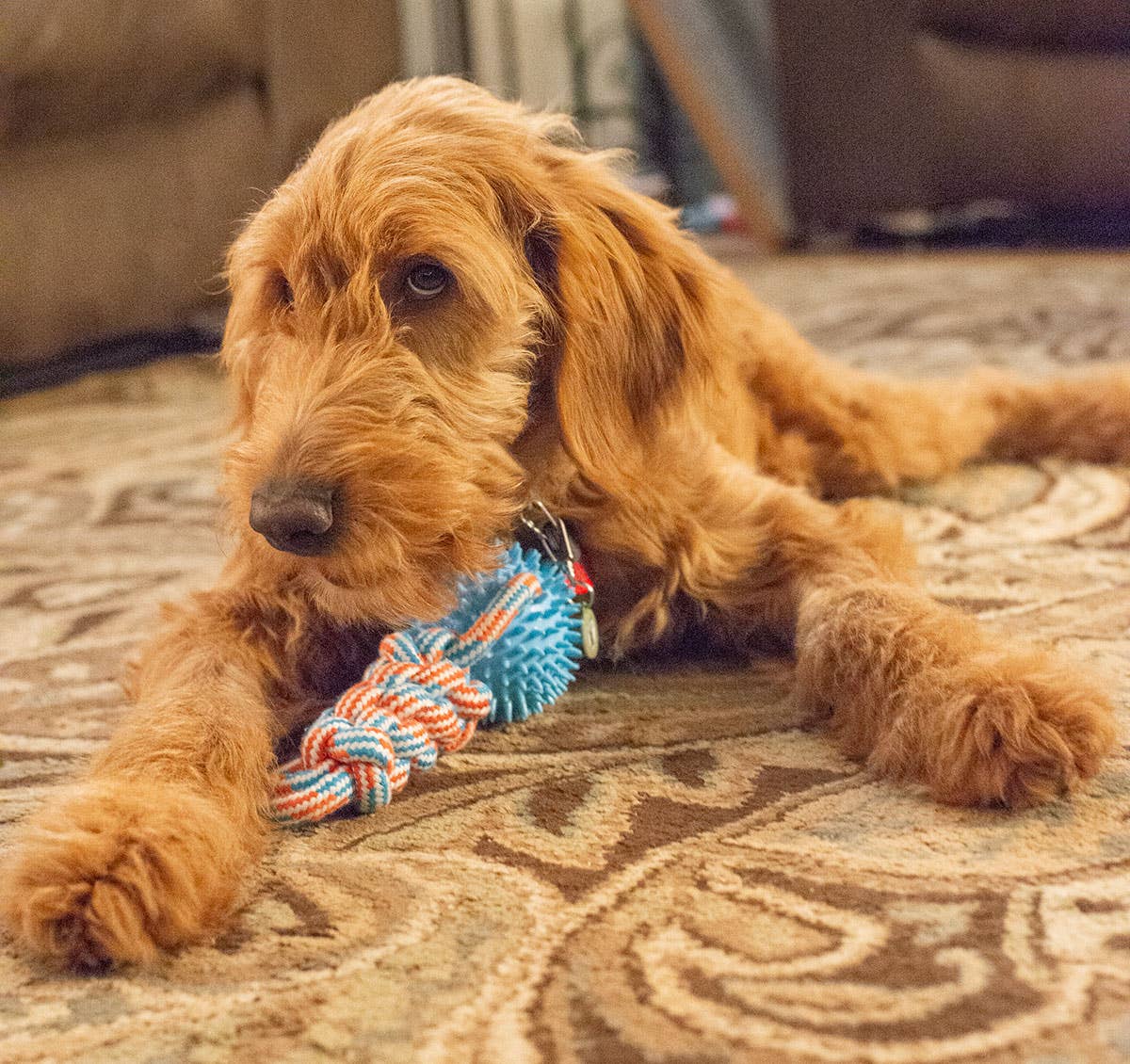 ThoozyPet Knotted Tug Rope Dog Toy with TPR Spike Ball Blue