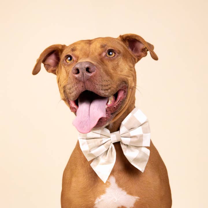 the paws - checkers bow