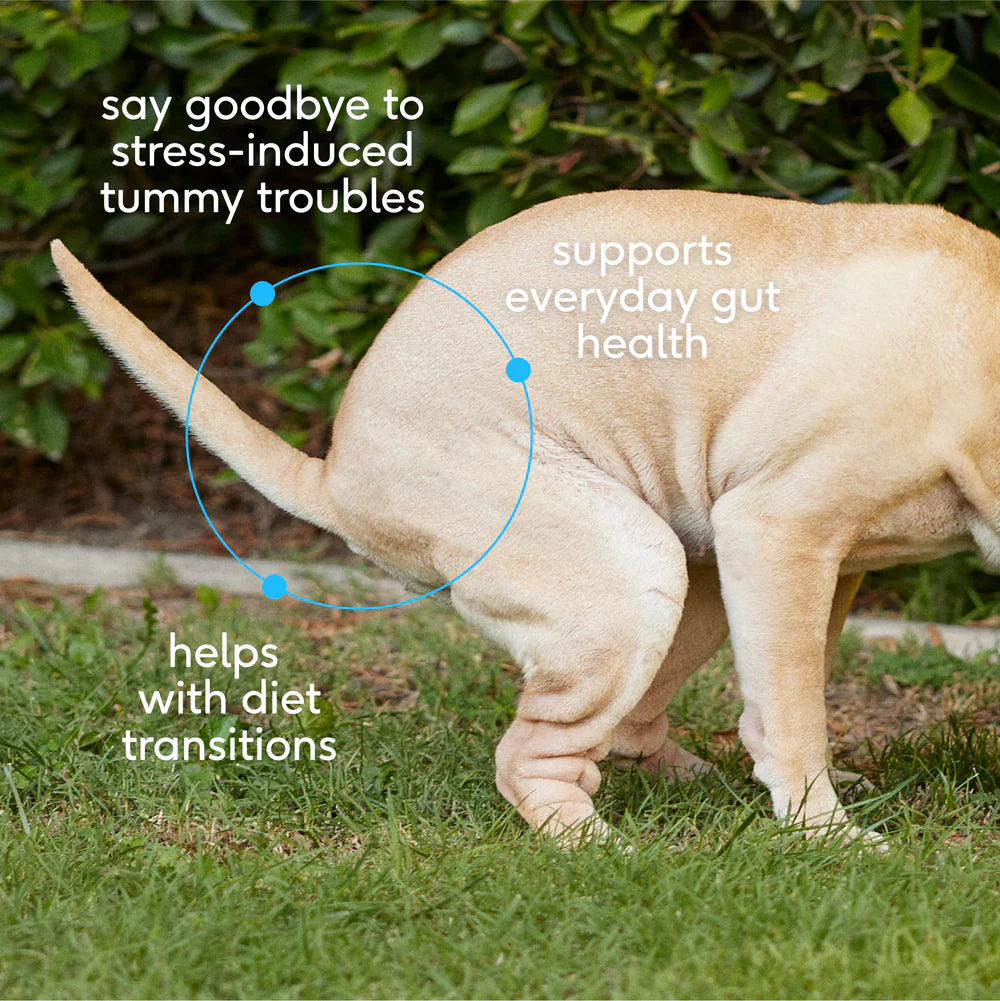 native pet - probiotic