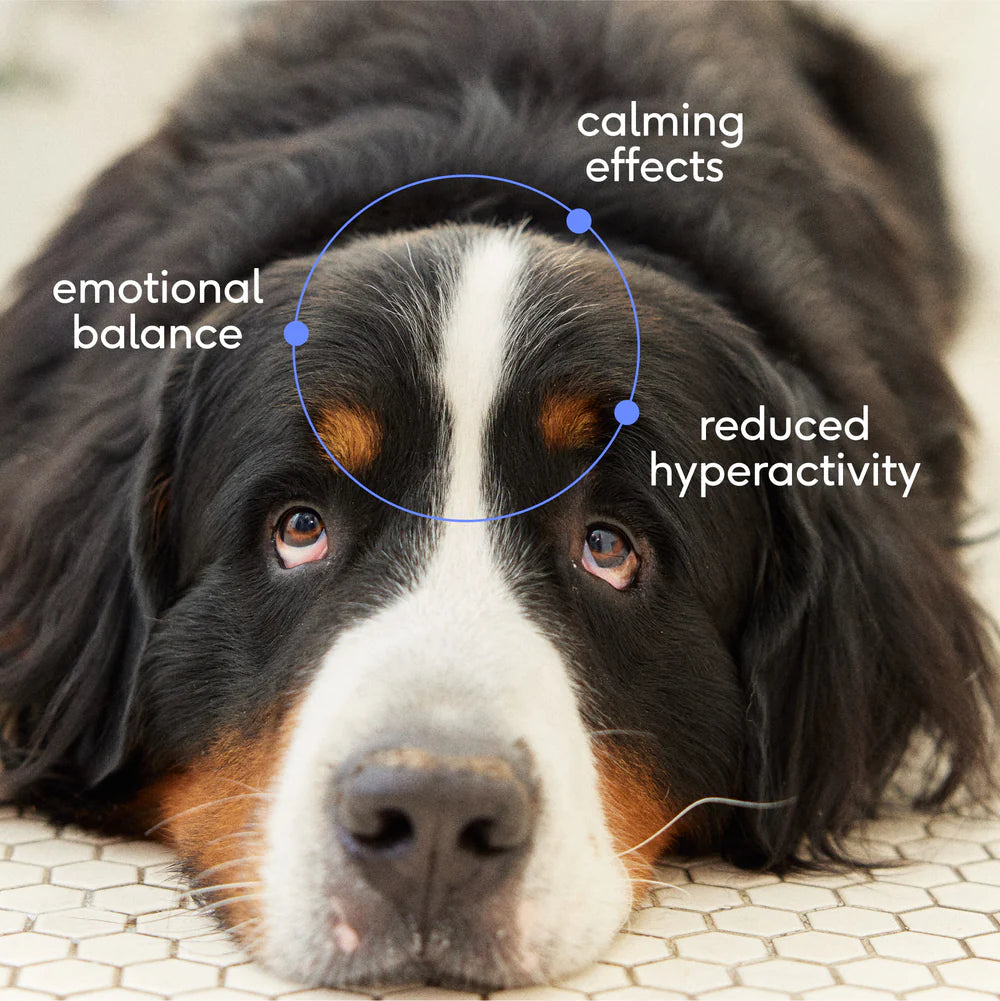 native pet - calm chews 30ct