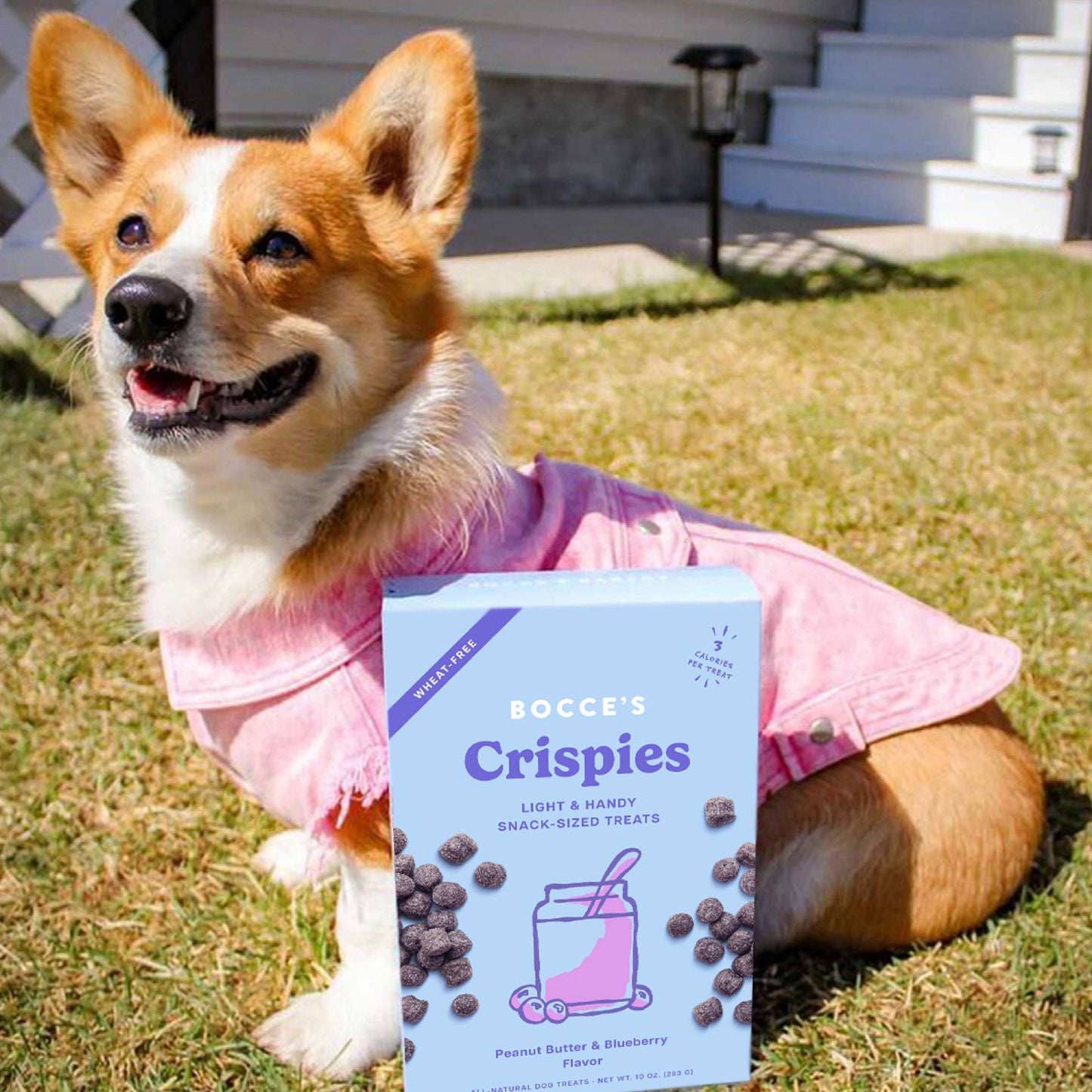 Bocce's PB + Blueberry Crispies Dog Treats 10oz