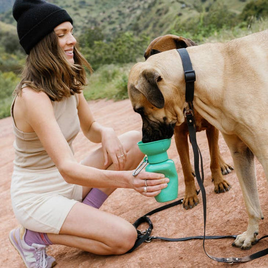 springer flip dog travel
