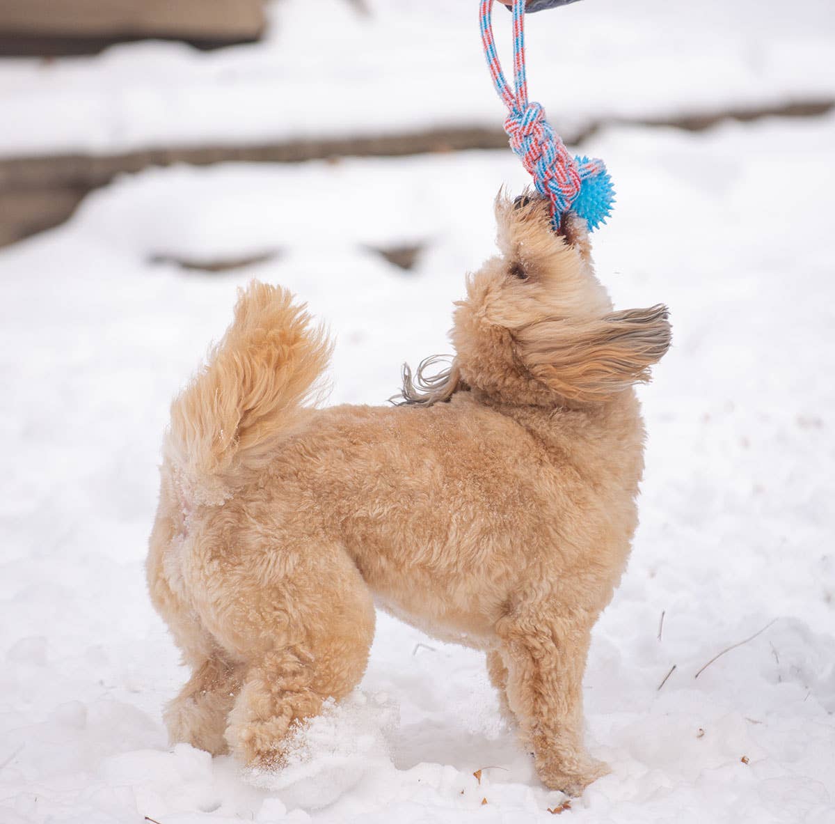 ThoozyPet Knotted Tug Rope Dog Toy w/TPR Spike Ball Yellow