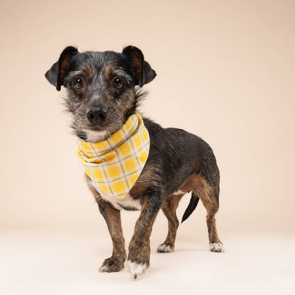 Birdie Dog Bandana