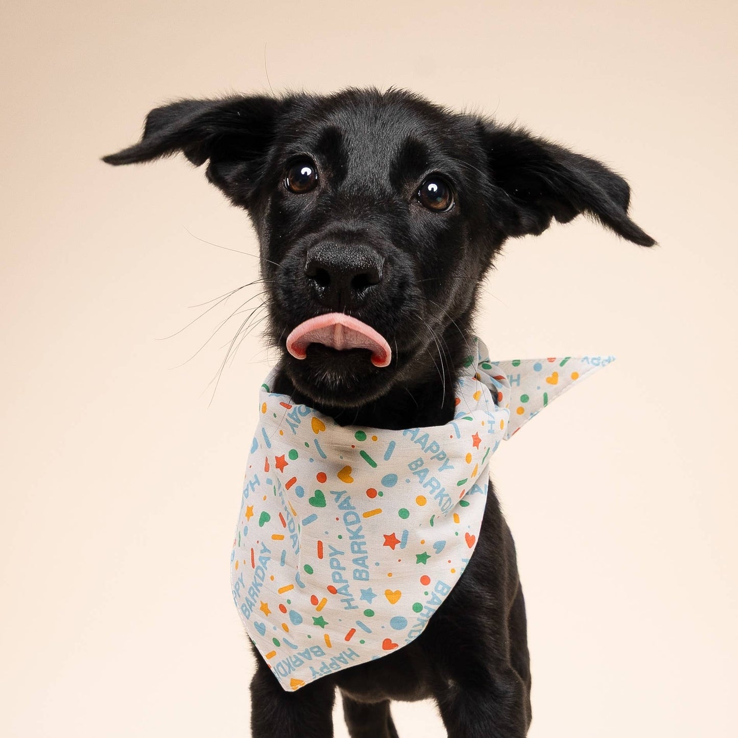 Sparkle Pawty Blue Dog Bandana