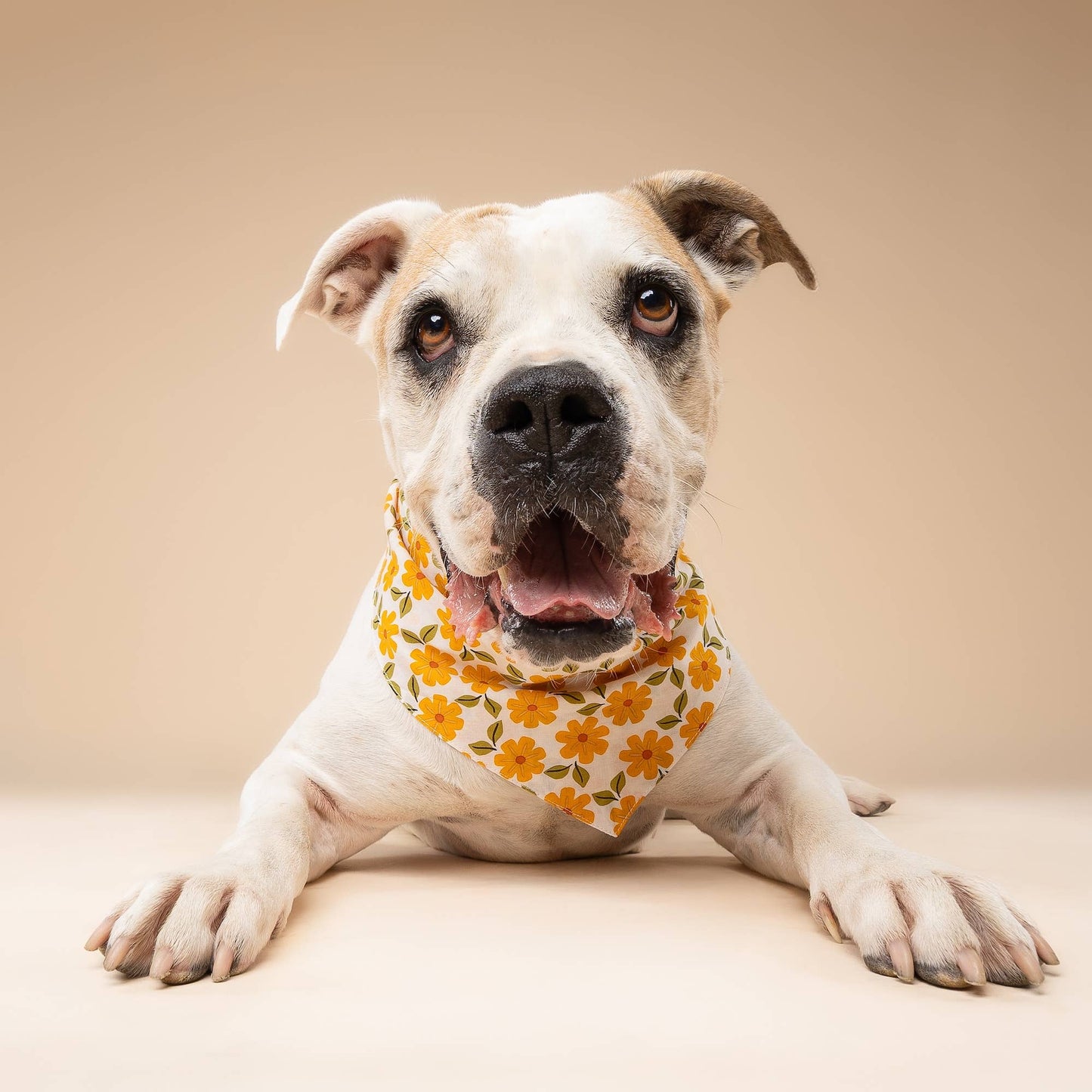 Marigold Dog Bandana