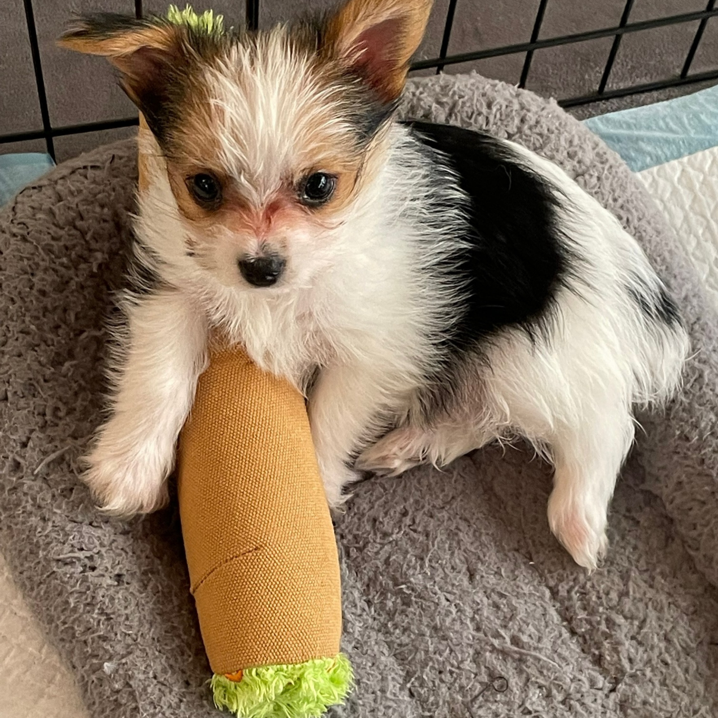 B the Blunt, Stuffed Parody Squeaker 420 Dog Toy
