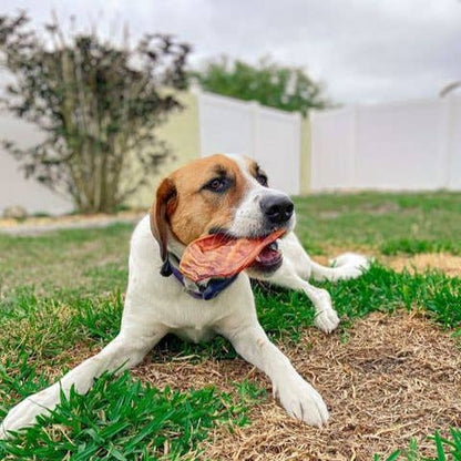 Hog Ear - Bulk Chew - All-Natural Dog Treats