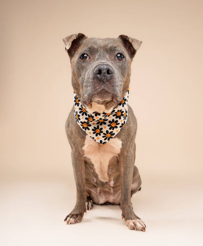 3 Pack of Halloween Dog Bandanas - Spooky Gift Box