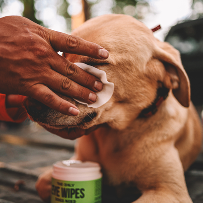 The Only Eye Wipes Dogs Need