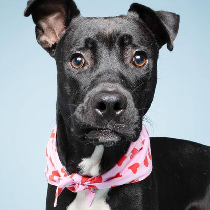 Lovesong Dog Bandana