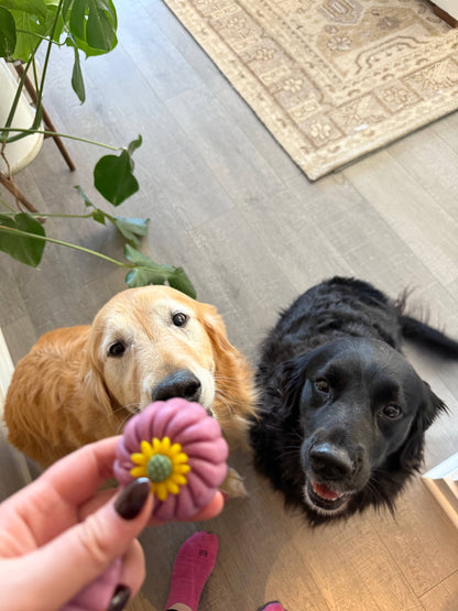 Gourmet Dog Treats/Truffles (Counter-Friendly, Shelf-Stable)