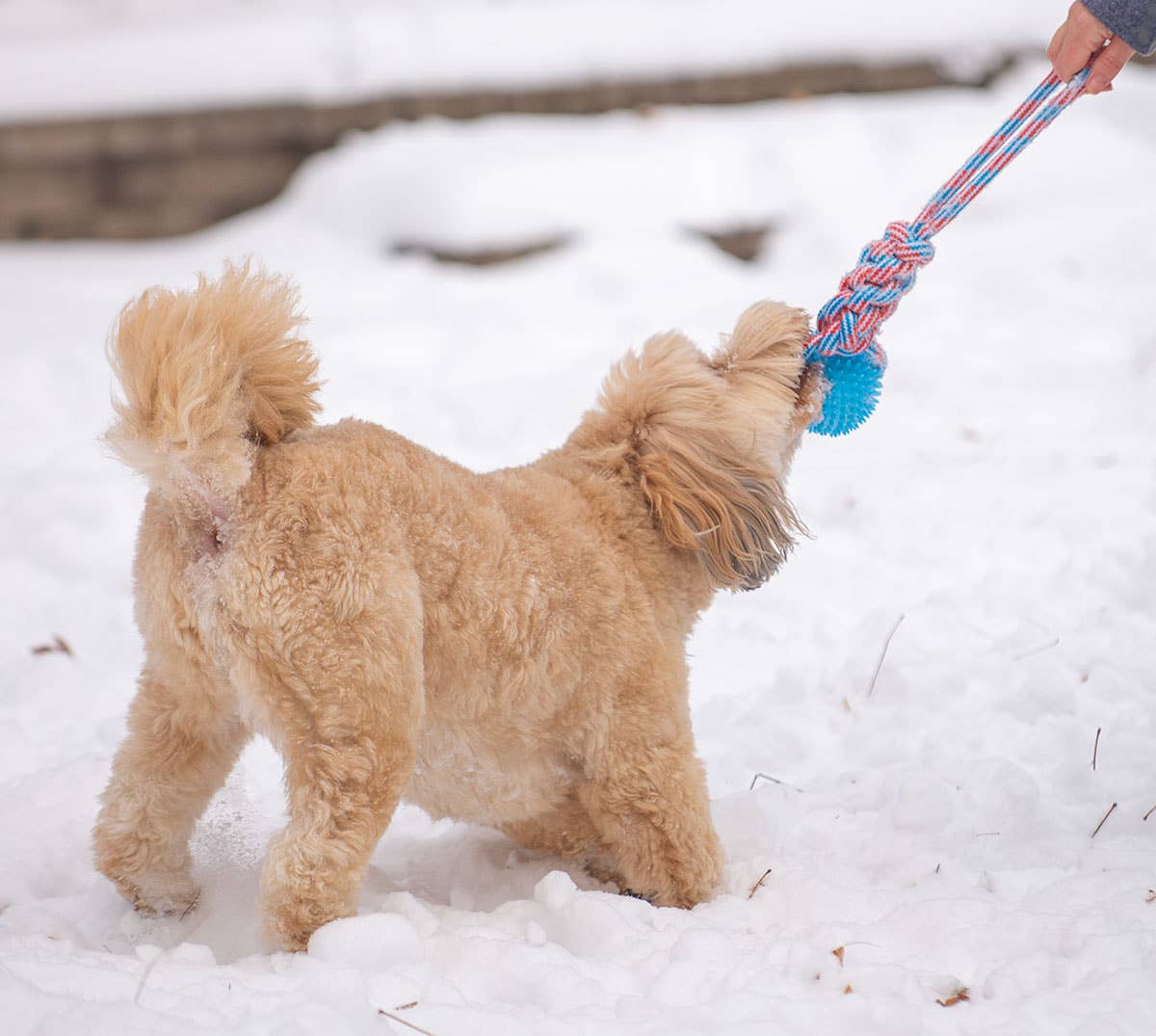ThoozyPet Knotted Tug Rope Dog Toy with TPR Spike Ball Blue