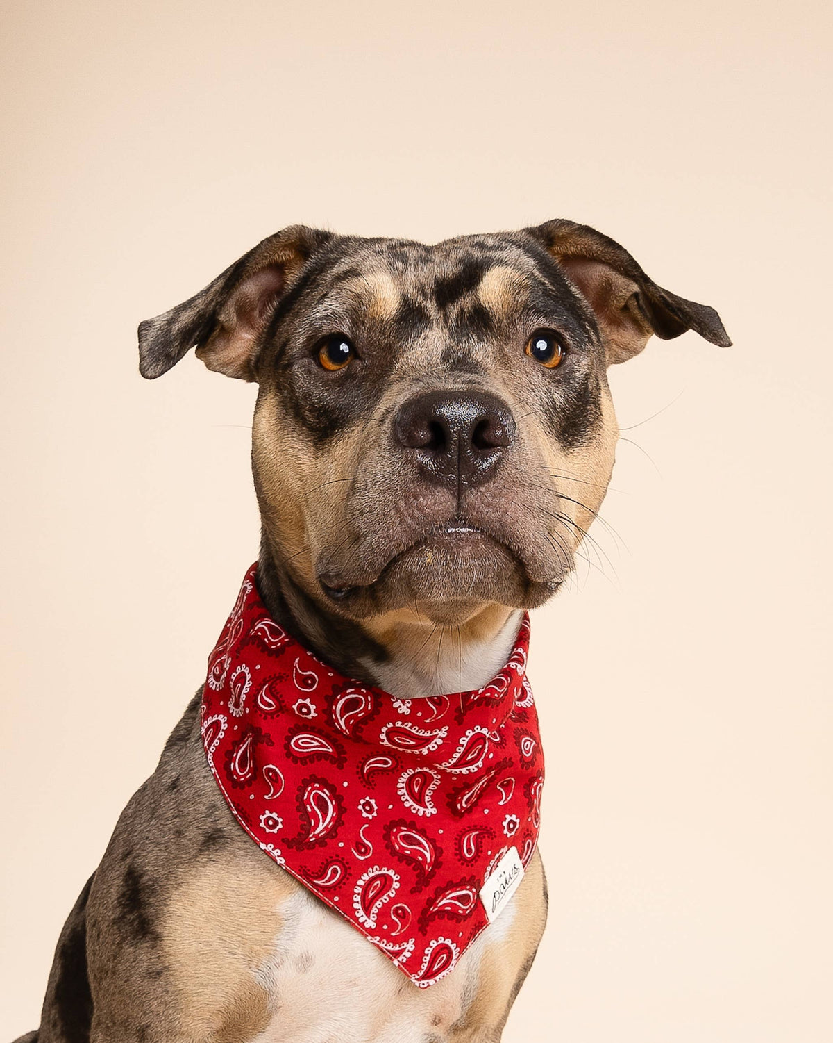 Dallas Dog Bandana