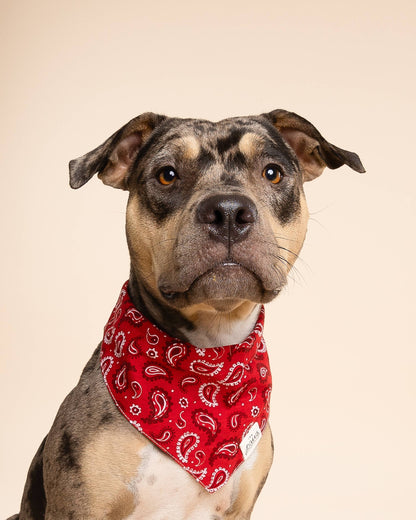 Dallas Dog Bandana