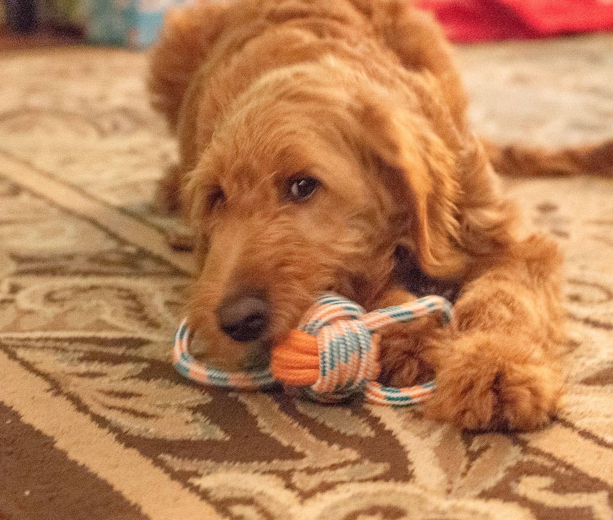 ThoozyPet Figure 8 Knot Ball Rope Dog Toy Blue / Red 11.5"