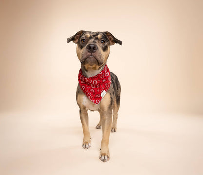 Dallas Dog Bandana