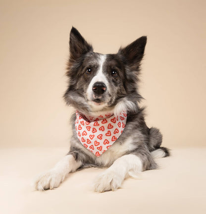Lover Dog Bandana