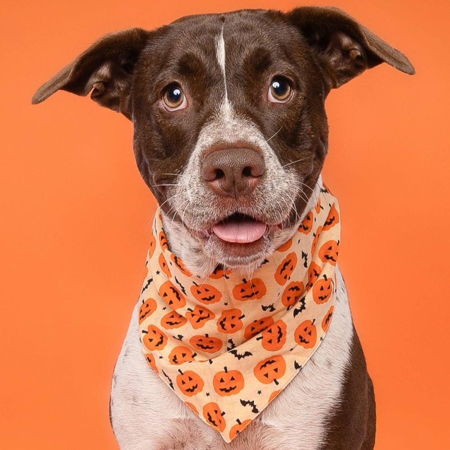 Pupkin Halloween Dog Bandana