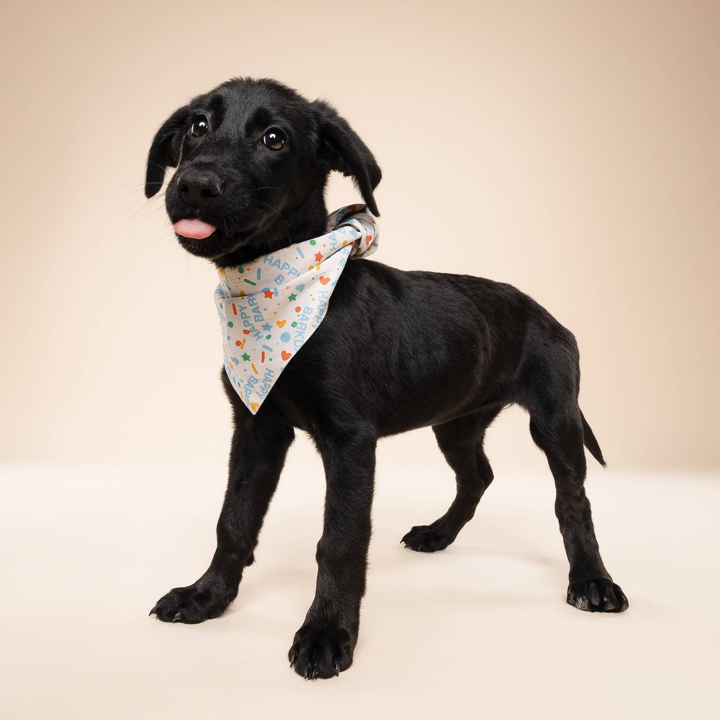 Sparkle Pawty Blue Dog Bandana