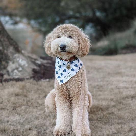 the paws - bowie bandana