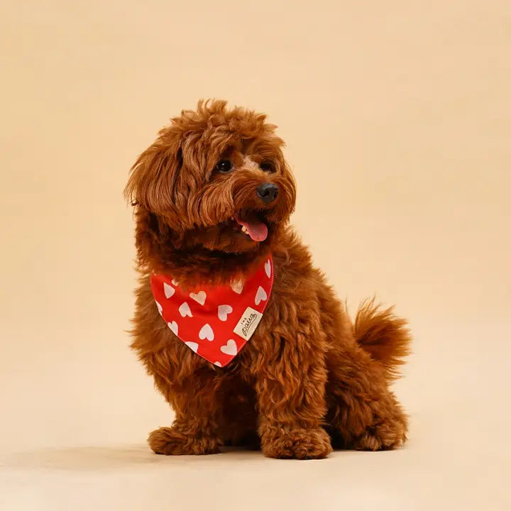 the paws - nana dog